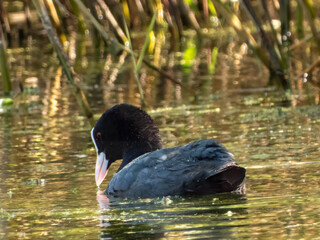 Coot swimming on the river