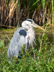 Heron on a lake