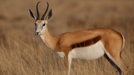 Springbuck in savannah grasslands