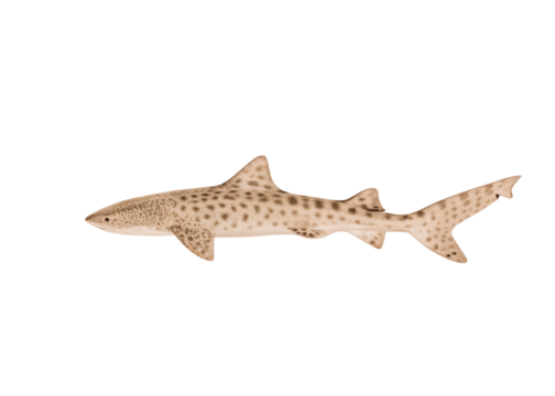 a Leopard Shark, isolated on a clean white background