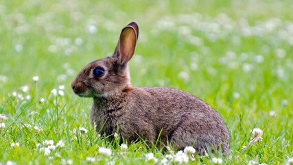rabbit in the grass