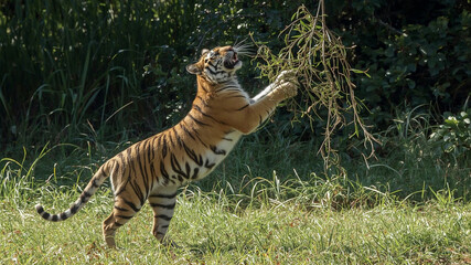 Majestic Tiger Reaching for Tree Branches in Lush Greenery A Glimpse of Wildlife in Natural Habitat