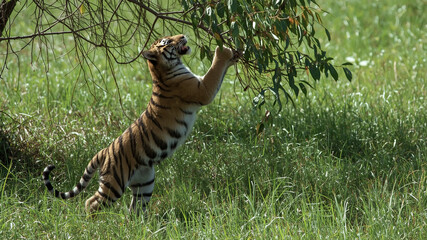 Tiger Standing on Hind Legs Reaching for Leaves in Lush Green Meadow on Sunny Day Observing Nature