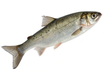 Fototapeta premium a minnow fish, isolated on a clean white background. 
