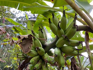 banana tree in the garden