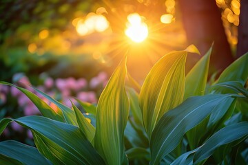 The sun sets behind the green leaves of corn, a close-up, macro photograph, with a vast farmland
