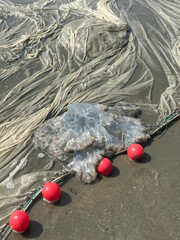 Large jellyfish caught in fishing net on sandy beach with red buoys