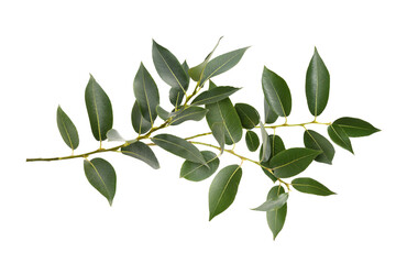 Closeup of branch of fresh green leaves (salix) isolated on white or transparent background