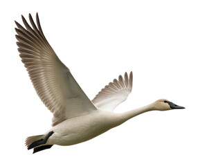 Obraz premium Majestic Swan in Flight Showcasing Graceful Wings and Elegant Body, Isolated on Transparent and White Background