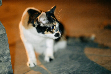 calico cat at night