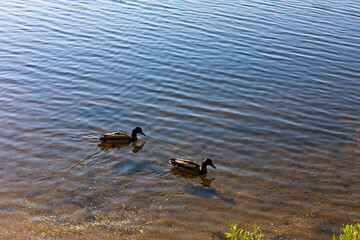ducks on lake in mountains