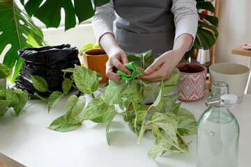 Woman wiping pothos leaves with cloth, performing gentle indoor plant care. Plant rehabilitation