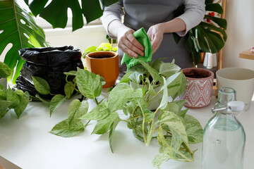 Woman wiping pothos leaves with cloth, performing gentle indoor plant care. Plant rehabilitation