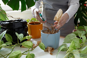 Woman caring for neglected plants, restoring and reviving sick houseplants. Plant rehabilitation