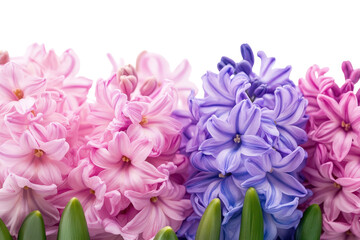 Vibrant purple and pink hyacinth flowers arranged beautifully for a cheerful spring display in a bright setting