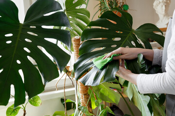 Woman cleaning large monstera leaves, caring for indoor plants in a peaceful home setting