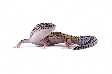 Close-up of a Leopard gecko lizard isolated on white, Eublepharis macularius
