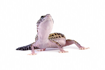 Close-up of a Leopard gecko lizard isolated on white, Eublepharis macularius