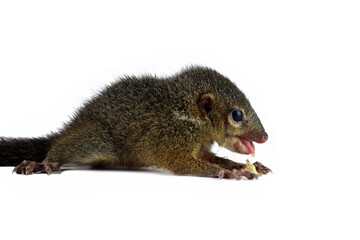 Horsfield's treeshrew isolated on white, Tupaia javanica eating banana, is a treeshrew species within the Tupaiidae