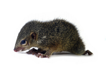Horsfield's treeshrew isolated on white, Tupaia javanica side view, is a treeshrew species within the Tupaiidae