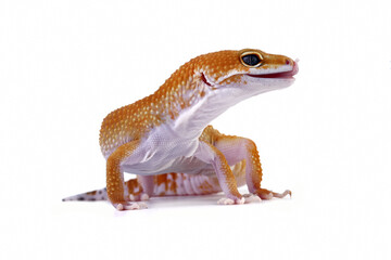 Fat-tailed geckos isolated on white background, leopard gecko lizard, eublepharis macularius	
