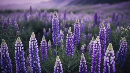 Obraz premium Purple lavender flowers in full bloom with lush green background, capturing the beauty of a serene garden.