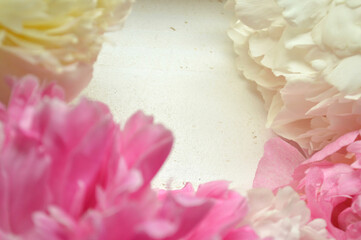 Close-up of beautiful pink and white peonies, elegant floral backdrop.
