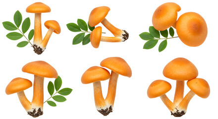 A vibrant collection of orange mushrooms arranged with green leaves, showcasing their natural beauty on a white background