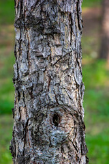 Close-up of tree trunk and bark