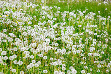 Part of a meadow of green grass and blossoming dandelions