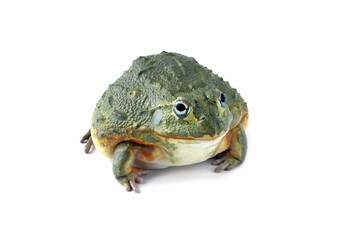 African giant bullfrog isolated on white bacground, side view giant frog (Pyxicephalus adspersus)	