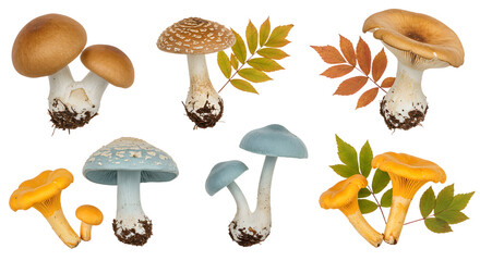 A vibrant collection of various mushrooms arranged artistically with colorful autumn leaves on a white background