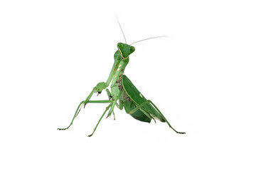 The praying mantis isolated on white, green mantis seen from behind