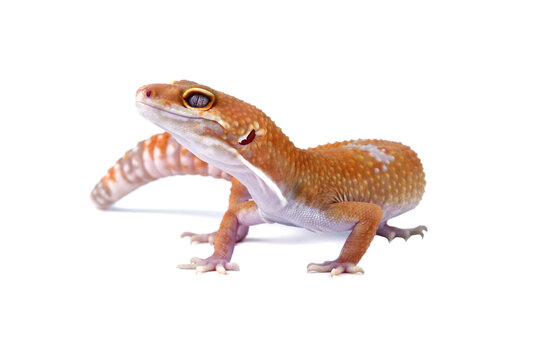 Fat-tailed geckos isolated on white background, leopard gecko lizard, eublepharis macularius	