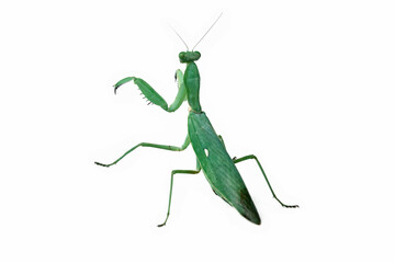 The praying mantis isolated on white, green mantis seen from behind