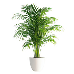 Lush green areca palm plant in a white pot isolated on transparent background