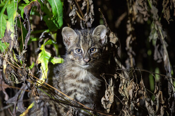 Rare Iriomote Cat Cub Peeking from Underbrush at Night – Endangered Wild Cat of Japan’s Remote...