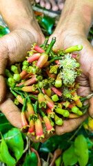 Hands holding freshly harvested cloves, showcasing the spice in its natural state and color, ready for processing