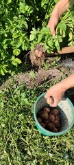 Harvesting fresh potatoes in a garden during midday sunlight