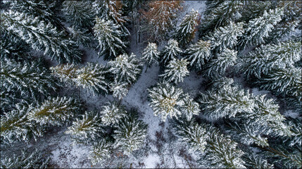 Aerial top view winter forest with fresh snow and white trees in rural Sheregesh, Drone photo