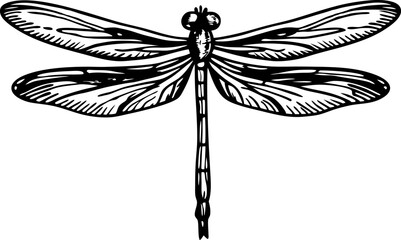 Detailed dragonfly illustration with intricate wings, nature insect drawing, black and white line art