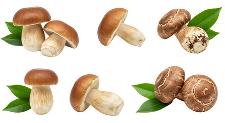 Fototapeta premium A vibrant display of various mushrooms on green leaves, showcasing their unique shapes and textures against a clean background