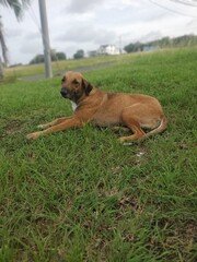 Loyal Companion: A heartwarming portrait of a dog, basking in the tranquility of a sun-kissed, lush grassy field, embodies the perfect blend of comfort, companionship, and the simple joys of life.