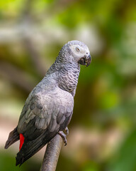 African Grey Parrot