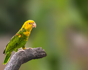 A Amazon parrot