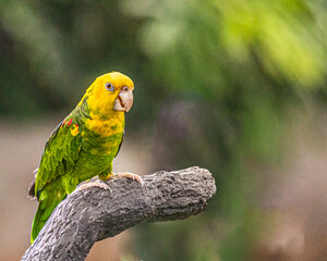 A Amazon parrot