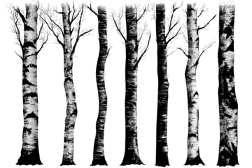 Birch tree trunks with distinct textures standing tall in a forest setting during late afternoon light showcasing nature's unique patterns and beauty