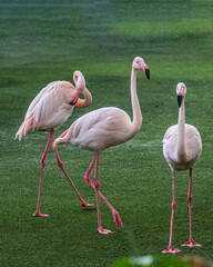 Flamingos