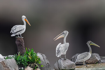 Pelicans