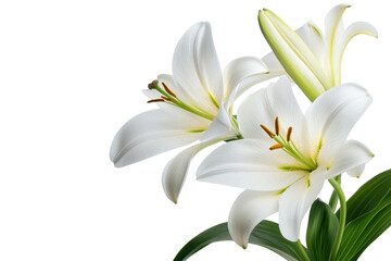 Fototapeta premium Easter lilies bloom gracefully with vibrant white petals and delicate green accents, showcasing their natural beauty on a transparent background